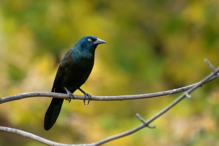 Beginner Tips for Backyard Birdwatching: A Simple Guide to Getting Started